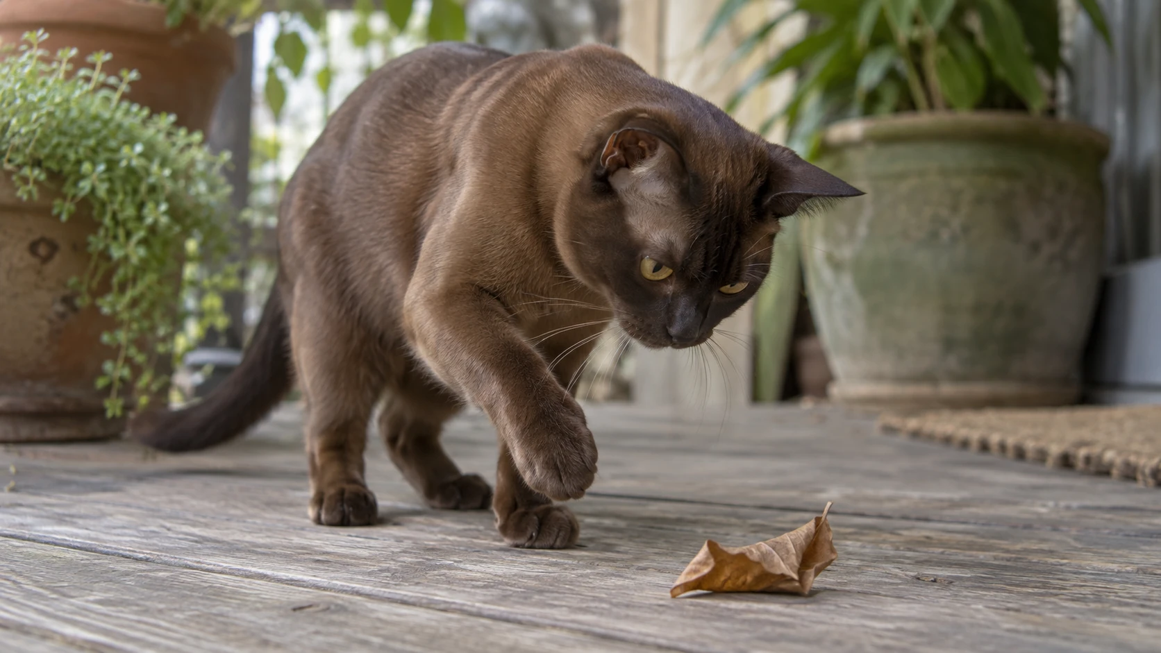 Brown Burmese cat raising a front paw toward a dry leaf on a wooden veranda surrounded by potted plants.