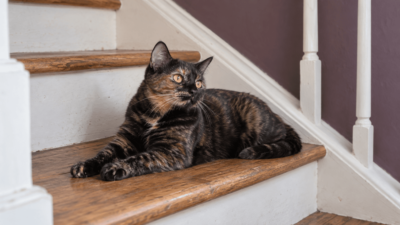 Is My Indoor Cat Bored? Behavior Changes Worth Noticing