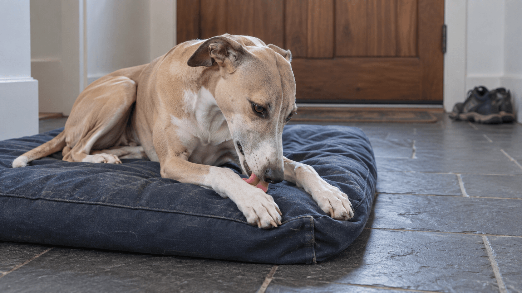 Why Does My Dog Keep Licking Their Paws?