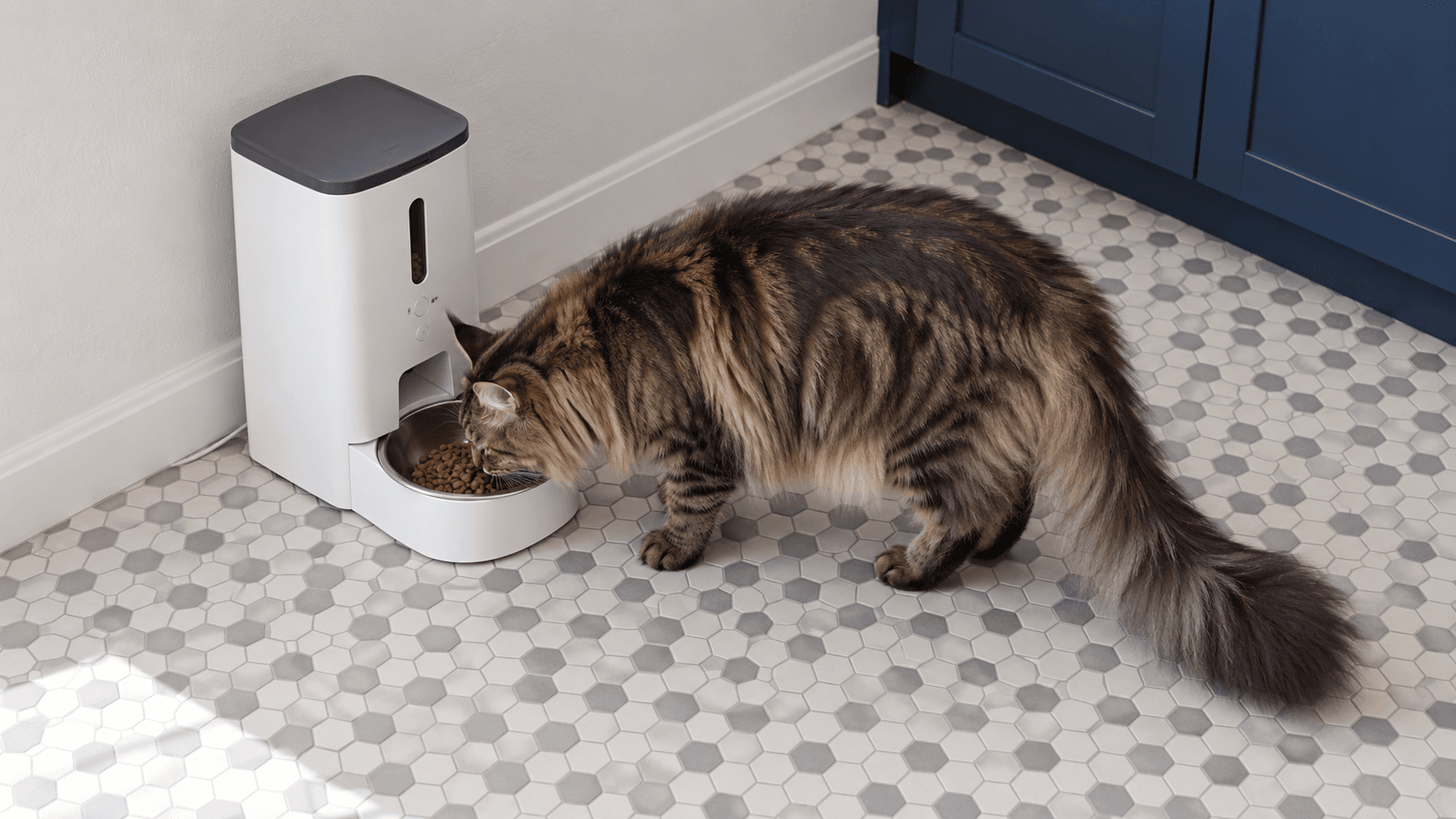 Automatic Cat Feeders: Benefits, Limitations, and What to Check Before Buying